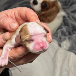 Cavalier King Charles Spaniels from Judy's Cavaliers