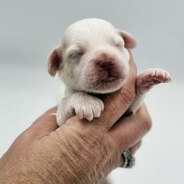 Dark Green Male - Cream male Cockapoo puppy in Mocksville, North Carolina from Hunting Creek Farm & Kennel
