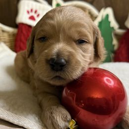 Aqua - Cream female Goldendoodle puppy in Clermont, Florida from Da Ruba Doodles