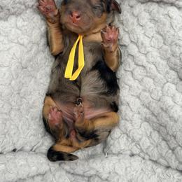 Yellow - Merle female Bernedoodle puppy in Charleston, South Carolina from Palm Belle Doodles