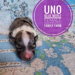 Uno - Blue merle female Miniature Australian Shepherd puppy in Kettle Falls, Washington from Ellie's Miniature Australian Shepherds