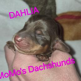 Dahlia - Chocolate and cream female Dachshund puppy in Antlers, Oklahoma from MoMo's Dachshunds