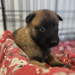 Clover - Red sable female Belgian Malinois puppy in Portage, Wisconsin from Rock 'n Wool Aussies & Malinois