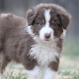 Sierra - Red tri-color female Australian Shepherd puppy in Ceres, California from Knight's Aussies