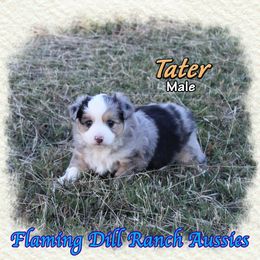Tater - Blue merle male Toy Australian Shepherd puppy in Forestburg, Texas from Flaming Dill Ranch Aussies