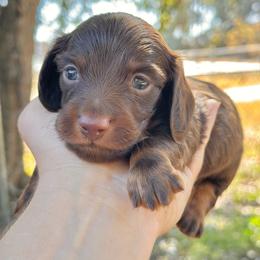 Hershey Long hair - Chocolate and tan male Dachshund puppy in Lakeland, Florida from Elite Doxies Florida