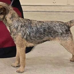 Liz - Border Terrier