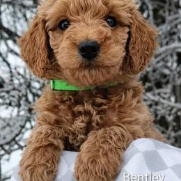 Bentley - light green collar - Apricot male Goldendoodle puppy in Hendersonville, Tennessee from Ben's Best Buddy Goldendoodles