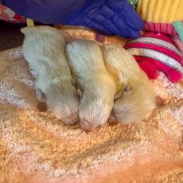 Sterling - Cream male Pomeranian puppy in Childersburg, Alabama from A Sample Of Gods Love Kennels