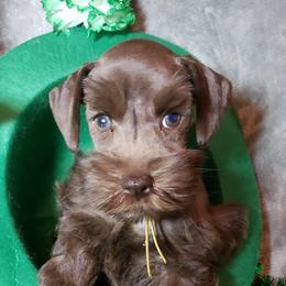 Miniature Schnauzer Puppies from Mountain View Schnauzers
