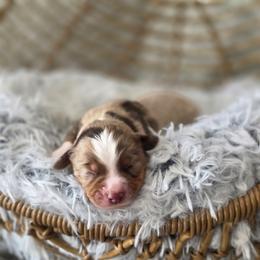 Brandy - Red merle female Miniature Australian Shepherd puppy in Killen, Alabama from Wilkers Wholehearted Mini Aussies