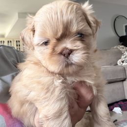 Chance - Liver male Shih Tzu puppy in Elk Grove, California from Precious Shih Tzus