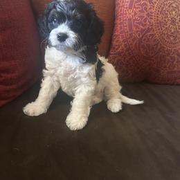 Green Collar- Traditional Tri Color - Black and tan male Cavapoo puppy in Tempe, Arizona from Springerdoodles Plus AZ