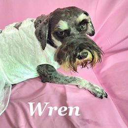 Miniature Schnauzers from West of the Rhine Miniature Schnauzers