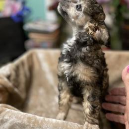 Poodle Puppies from Paradise Poodles