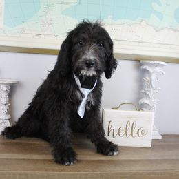 Boy 5 - Black and white Bernedoodle puppy in Riverdale, Utah from La Di Da Doodles