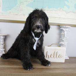 Boy 5 - Black and white Bernedoodle puppy in Riverdale, Utah from La Di Da Doodles