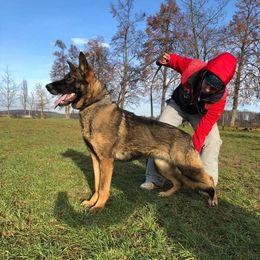 Fantasy - German Shepherd