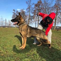 Fantasy - German Shepherd