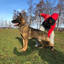 Fantasy - German Shepherd