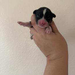 Ditto - Black and tan male Pembroke Welsh Corgi puppy in Red Bluff, California from Wilder Ranch Corgis