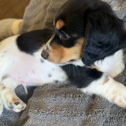 Snickers AKC - Black and tan male Dachshund puppy in Marseilles, Illinois from Zacha’s Doxie House