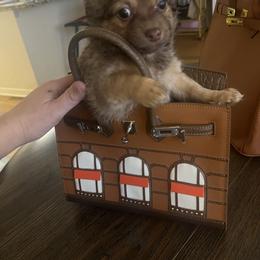 Sarah - Chocolate female Chihuahua puppy in Washington, Washington, D.C. from VIP Chihuahuas