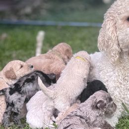 Goldendoodles from Heart of Doodles