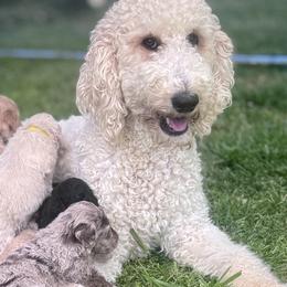 Goldendoodles from Heart of Doodles