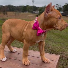 LACEy - Fawn female American Bully puppy in Texas from TEXAS BULLY FAMILY
