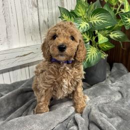 Purple Collar Girl 2150 - Apricot female Goldendoodle puppy in Alvin, Texas from JP Southern Doodles