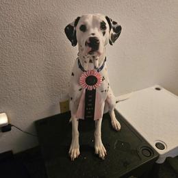 Dalmatian All Grown Up from Rosais Acres LLC
