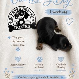 Boy 1 : 2250 - Black and tan male Dachshund puppy in Isabel, South Dakota from Blessed Beyond Doxies