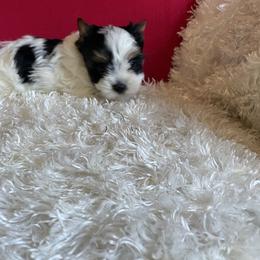 Sammy - Parti male Yorkshire Terrier puppy in Carleton, Michigan from Jo Smallwood