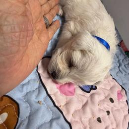 Max - White male Miniature Schnauzer puppy in Comanche, Texas from Circle R