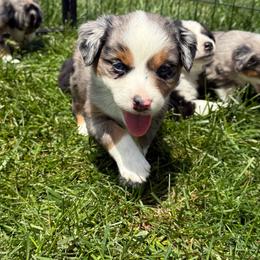 Roxy - Blue merle female Miniature Australian Shepherd puppy in Marion, Michigan from Highland Hills Mini Aussies