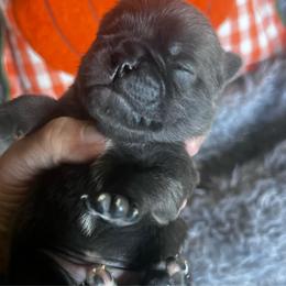 Bill Murray Blue boy - Silver male Pug puppy in Onalaska, Washington from Cupid’s Pugs