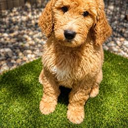 Cashmere - Apricot male Goldendoodle puppy in Glendale, Arizona from CocoLove Doodles