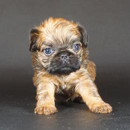 Pink Collar Girl - Red female Brussels Griffon puppy in Florida from Robin’s Griffons