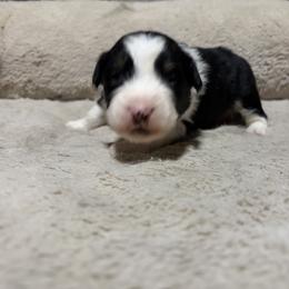 Hans - Black tri-color male Australian Shepherd puppy in Terryville, Connecticut from Spirited Aussies