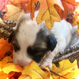 LINK Black collar male - White and badger male Great Pyrenees puppy in Fair Grove, Missouri from Allen Wags & Woolies