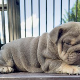 Tina - Lilac tri-color female Bulldog puppy in Fort Oglethorpe, Georgia from Jhuntfrenchies
