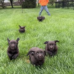 Labrador Retriever Puppies from Rustic Ridge Labradors