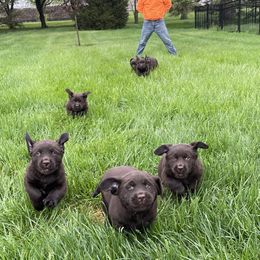 Labrador Retriever Puppies from Rustic Ridge Labradors