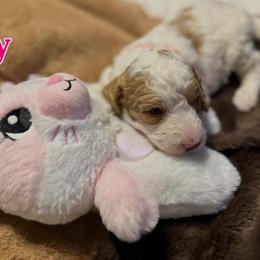 Tiny - Cream female Goldendoodle puppy in Cordova, Tennessee from TrueLine kennels
