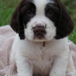 Tan Collar - Liver and white male English Springer Spaniel puppy in Loris, South Carolina from Palmetto Springer Spaniels