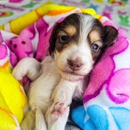Chocolate and tan piebald female - Piebald female Dachshund puppy in Belle Rive, Illinois from Akin's Miniature Dachshunds, LLC