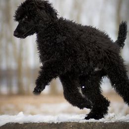 Poodle All Grown Up from River Shine Standard Poodles