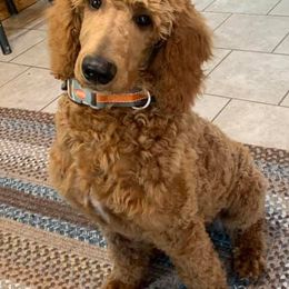 Poodles from Roaring Brook Standards LLC