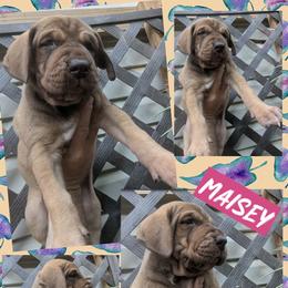 Maisey - Chocolate female Great Dane puppy in Wellsville, New York from Prophecy Danes